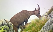 Sul monte CORNO STELLA (2620 m) in compagnia degli stambecchI l’8 agosto 2014  - FOTOGALLRY